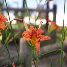 Tiger Lily on Cedar Tree Point Beach (Photo Courtesy of Carol A. Fritz)